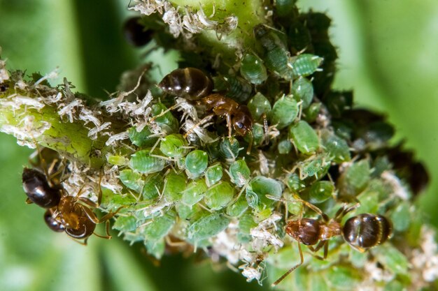 Photo close-up of insect on plant