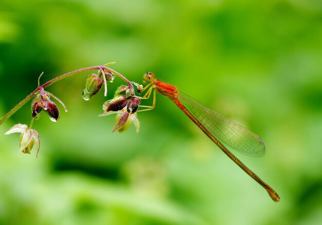 Photo close-up of insect on plant