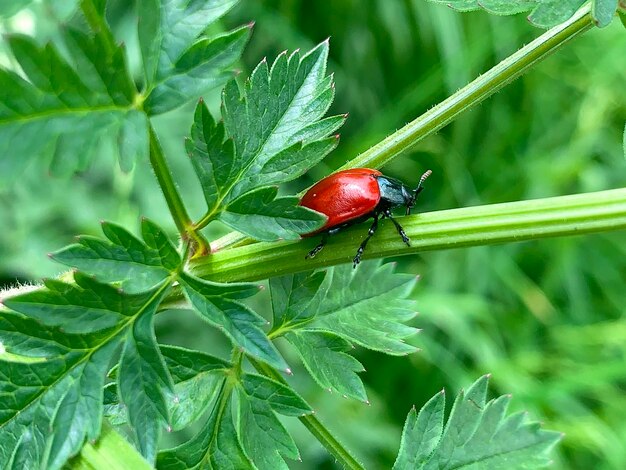 Foto prossimo piano di un insetto sulla pianta