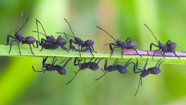 Close-up of insect on plant