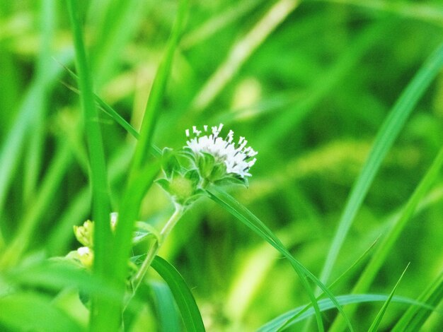 Close-up of insect on plant