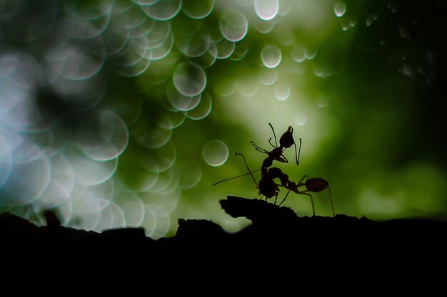 Photo close-up of insect on plant