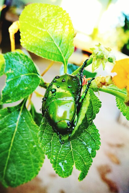 Photo close-up of insect on plant