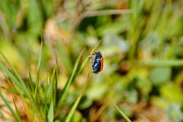 Close-up of insect on plant