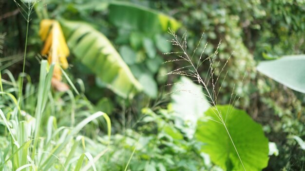 Close-up of insect on plant