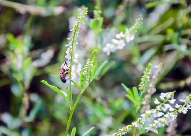 Photo close-up of insect on plant