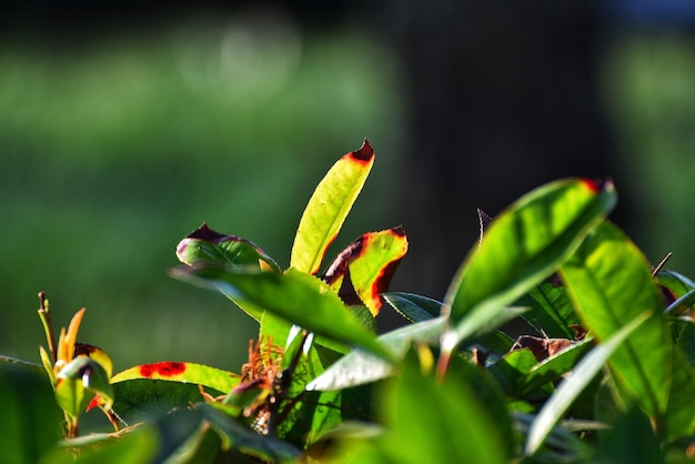 Foto prossimo piano di un insetto sulla pianta