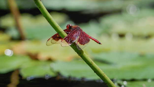 Close-up of insect on plant