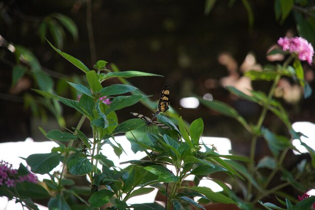 Close-up of insect on plant