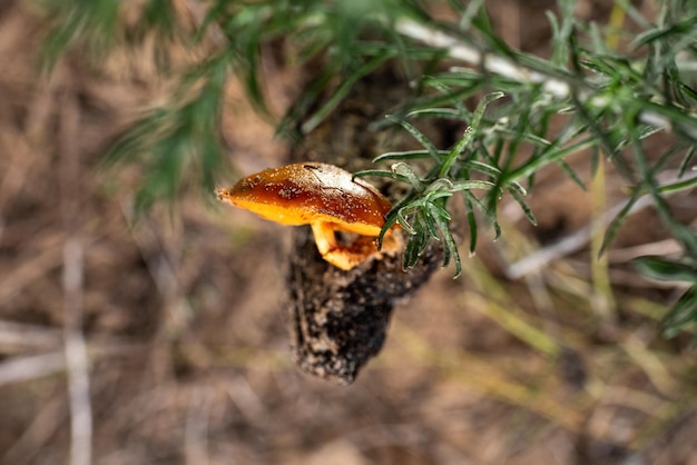 植物上の昆虫のクローズアップ