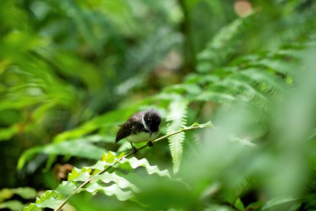 Close-up of insect on plant