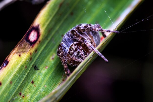 植物上の昆虫のクローズアップ