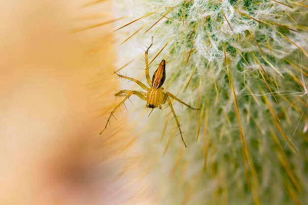 Close-up of insect on plant