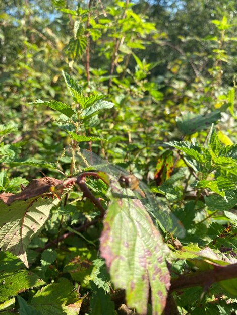 Close-up of insect on plant