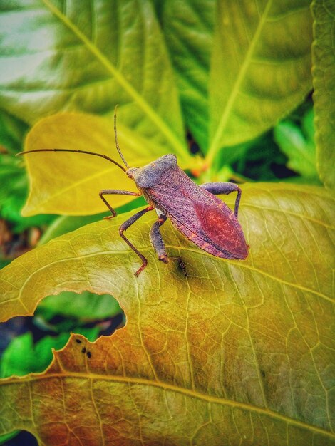 Close-up of insect on plant