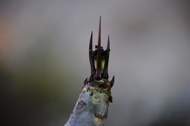 Close-up of insect on plant