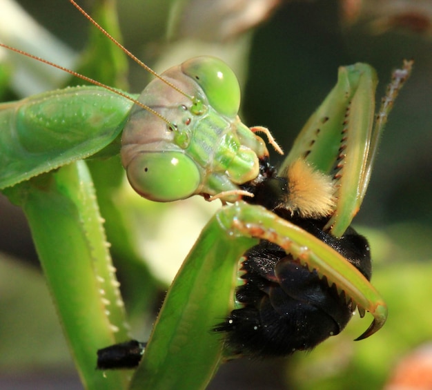 Photo close-up of insect on plant