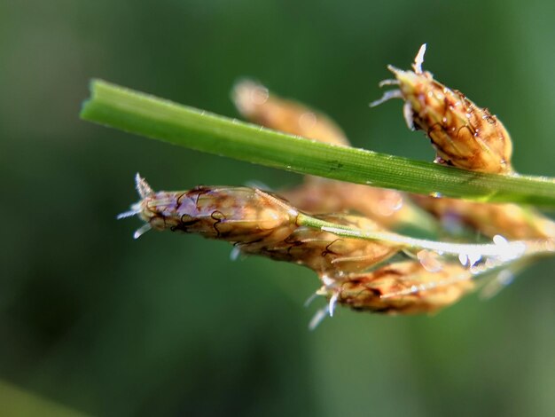 Photo close-up of insect on plant