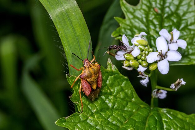 Photo close-up of insect on plant