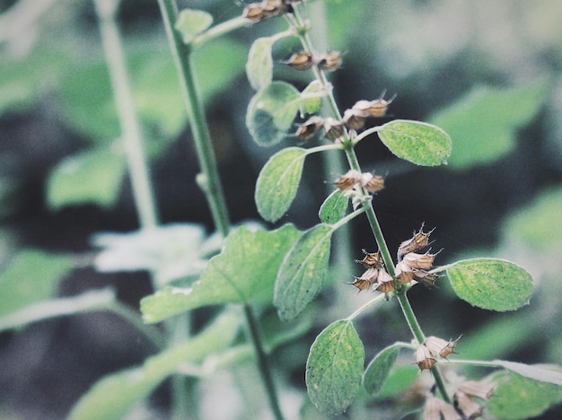 Photo close-up of insect on plant