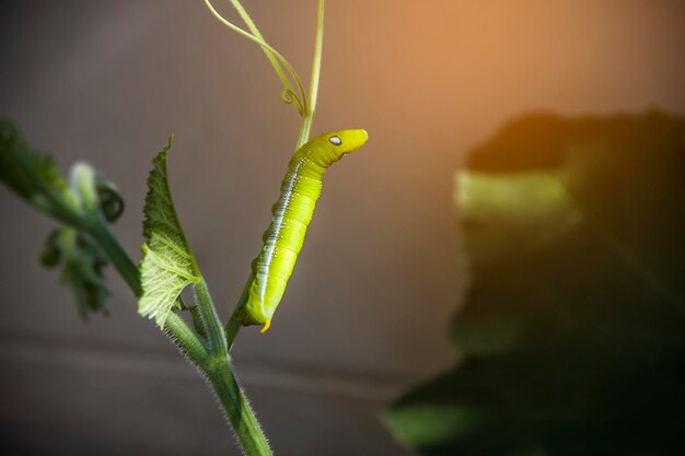 Photo close-up of insect on plant