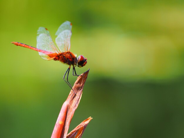 Photo close-up of insect on plant