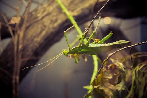 Foto prossimo piano di un insetto sulla pianta