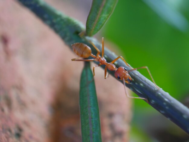 Photo close-up of insect on plant