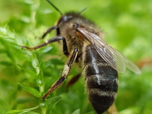 Close-up of insect on plant