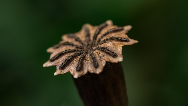 Foto prossimo piano di un insetto sulla pianta