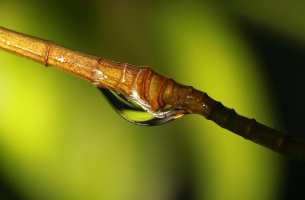 Close-up of insect on plant