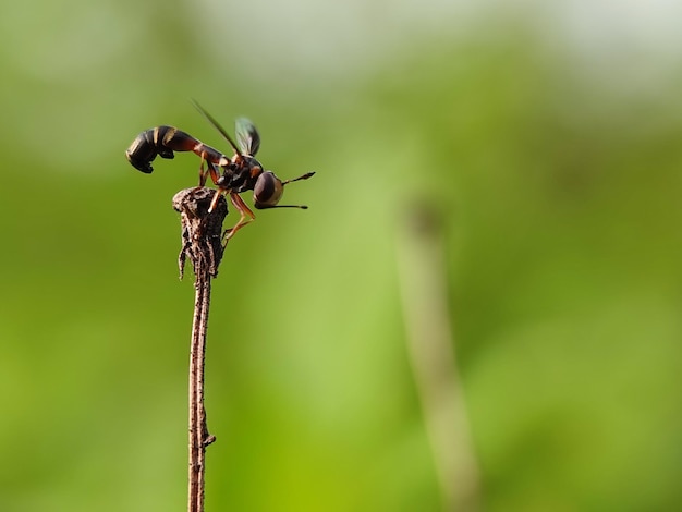 Foto prossimo piano di un insetto sulla pianta