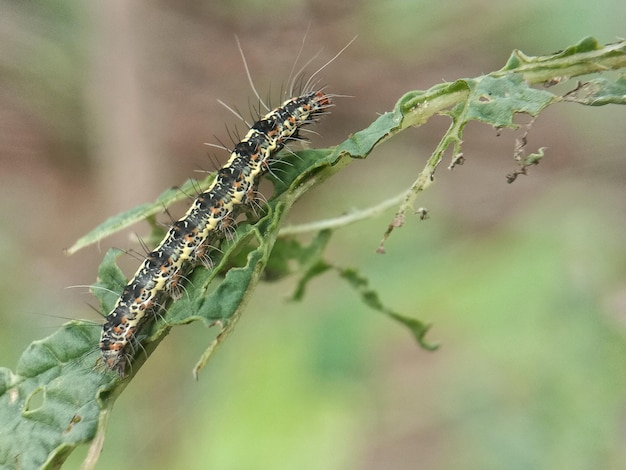 Photo close-up of insect on plant