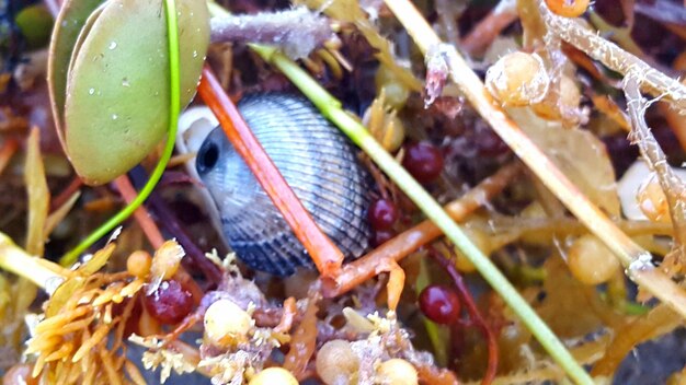 Close-up of insect on plant