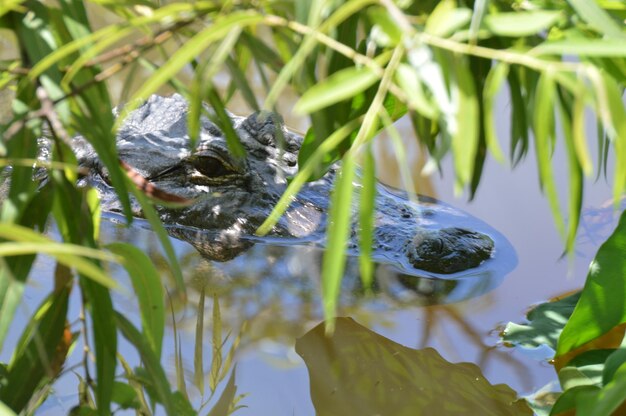 植物上の昆虫のクローズアップ