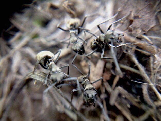 Photo close-up of insect on plant