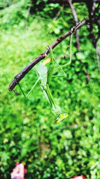 Close-up of insect on plant