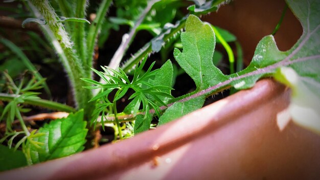 Close-up of insect on plant