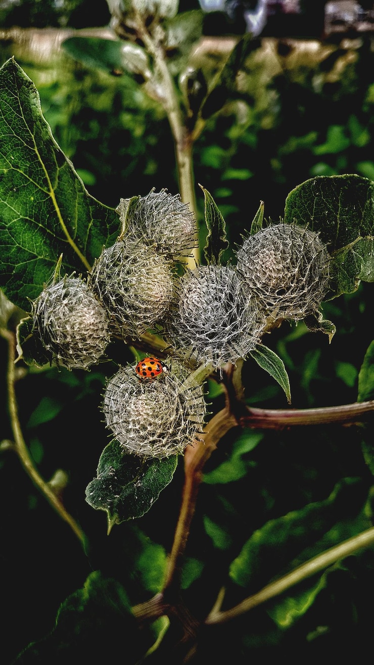 Photo close-up of insect on plant