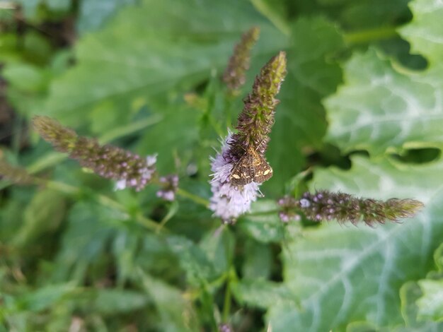 植物上の昆虫のクローズアップ