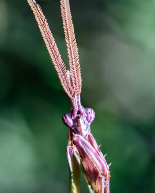 Photo close-up of insect on plant