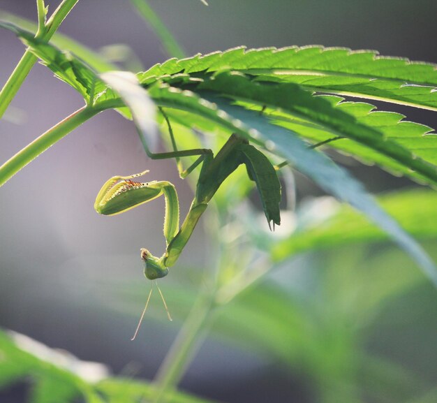 Close-up of insect on plant