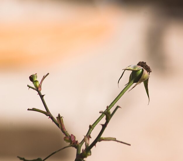 Photo close-up of insect on plant