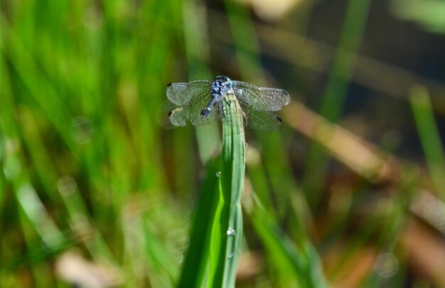 Close-up of insect on plant