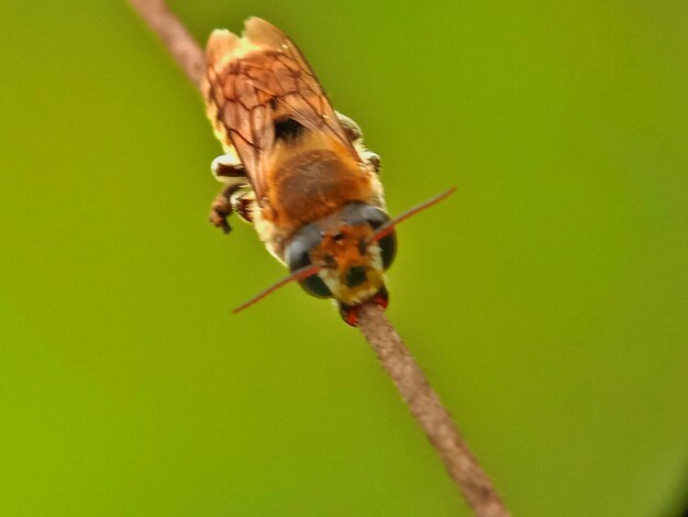 Close-up of insect on plant