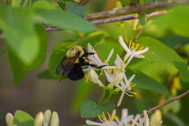 Close-up of insect on plant