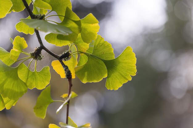 Close-up of insect on plant