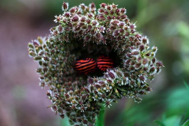 Foto prossimo piano di un insetto sulla pianta