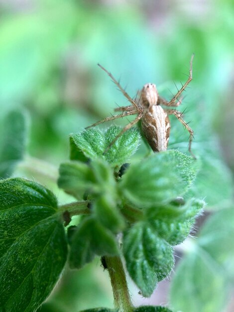 Close-up of insect on plant