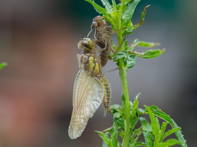 Photo close-up of insect on plant